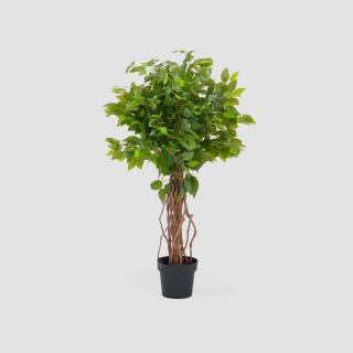 Ficus