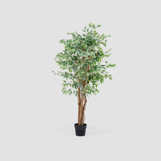 Ficus