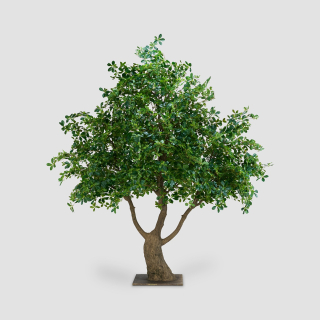 فولوتونج