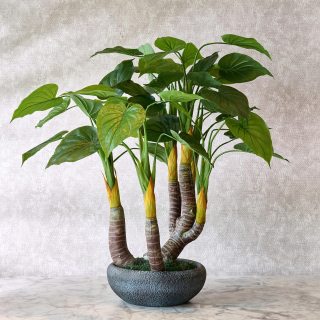 Alocasia