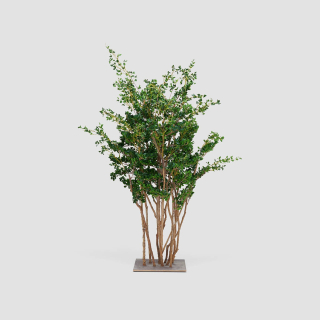 Ficus Twig