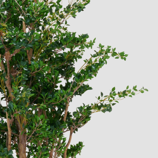 Ficus Twig