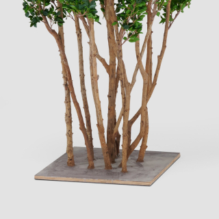 Ficus Twig