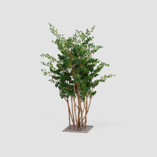 Ficus Twig
