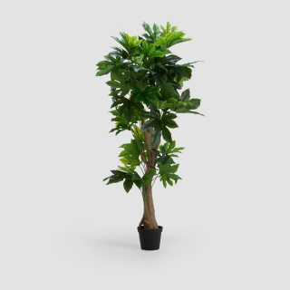 Fatsia