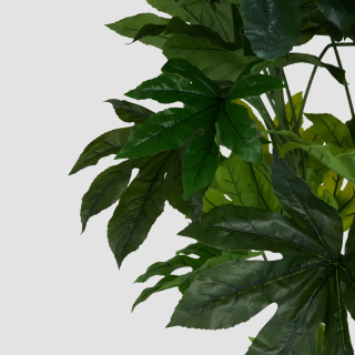 Fatsia