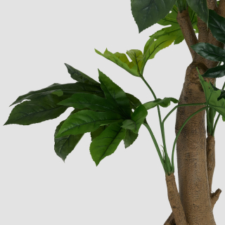 Fatsia