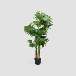 Palmera