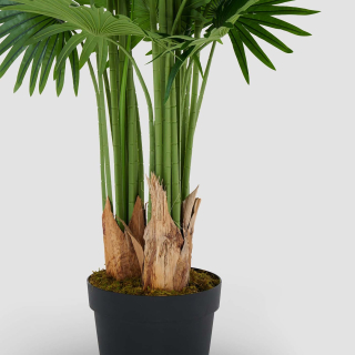 Palmera