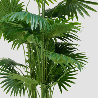 Palmera