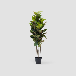 Rubber Tree