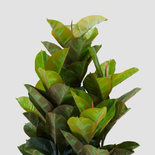 Rubber Tree