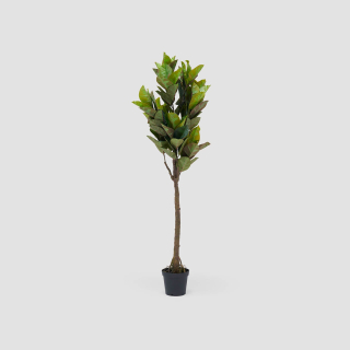 Rubber Tree