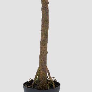 Rubber Tree