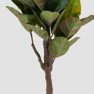 Rubber Tree