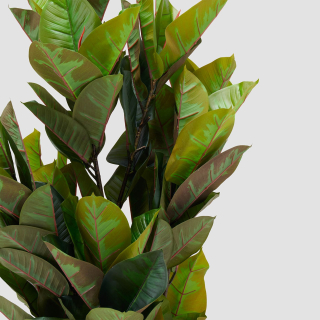 Rubber Tree