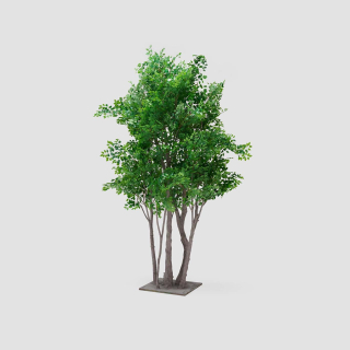 Weeping Fig