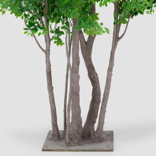 Weeping Fig