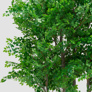 Weeping Fig