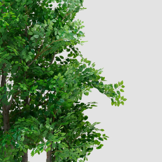 Weeping Fig
