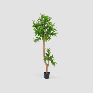Dracaena