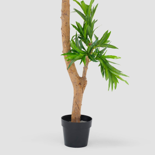 Dracaena