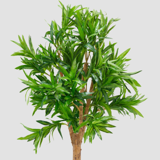Dracaena