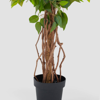 Ficus