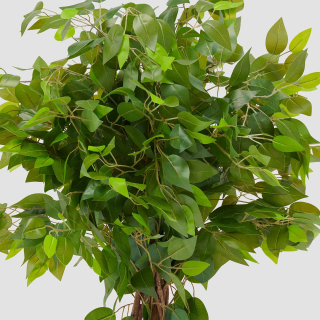 Ficus