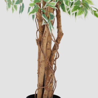 Ficus