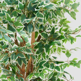Ficus