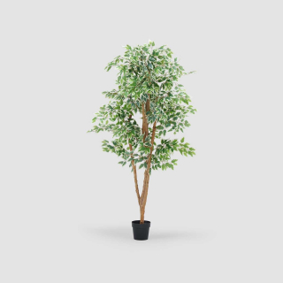 Ficus