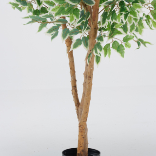 Ficus