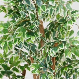 Ficus