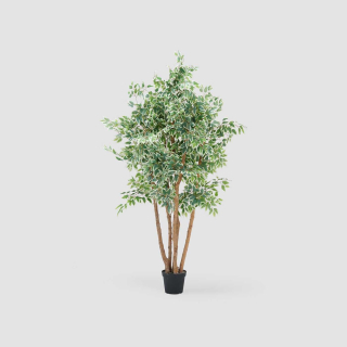 Ficus