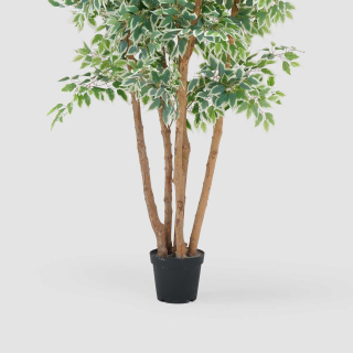 Ficus