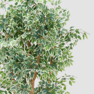Ficus
