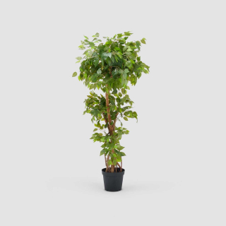 Ficus