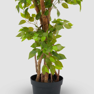 Ficus
