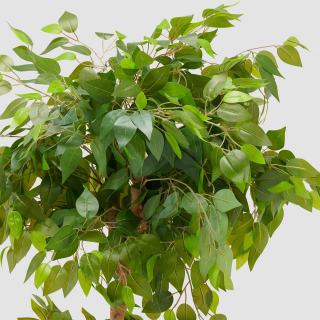 Ficus