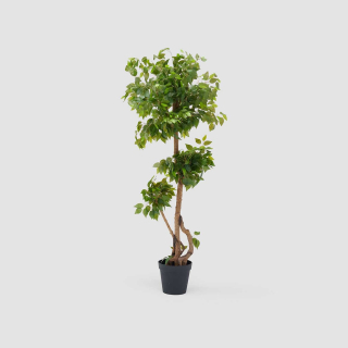 Ficus