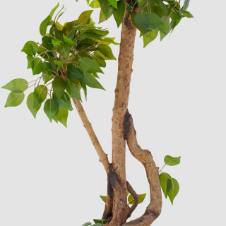 Ficus