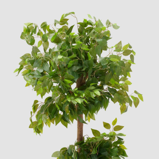 Ficus