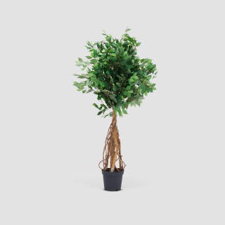 Ficus