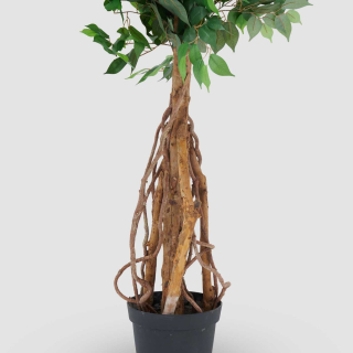 Ficus