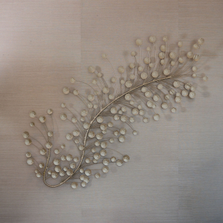 Aster